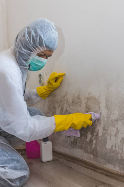  Mariposa, CA Mold Removal Pros