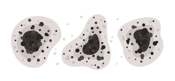 Best Black Mold Removal  in Mariposa, CA